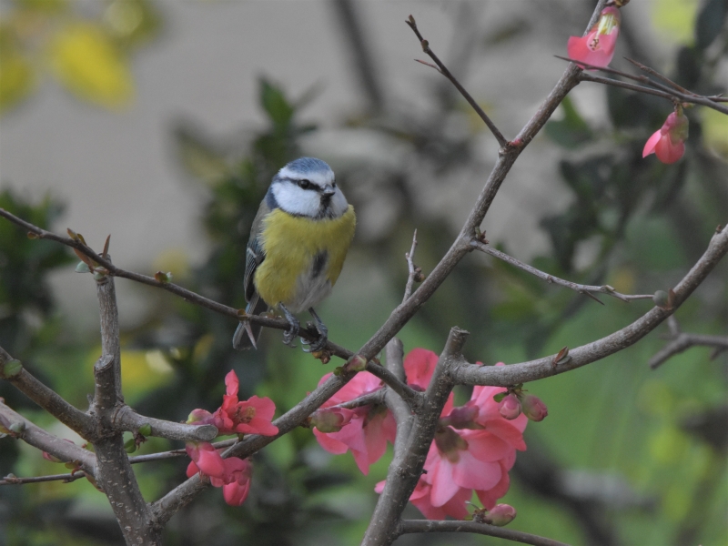 Photo Oiseaux Mésange bleue