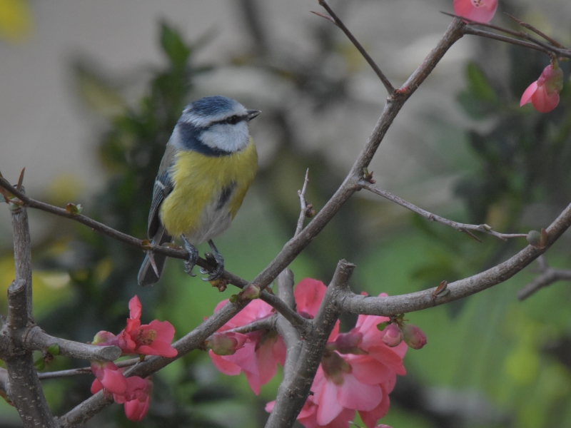 Photo Oiseaux Mésange bleue
