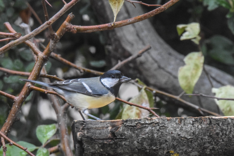 Photo Oiseaux Mésange charbonnière