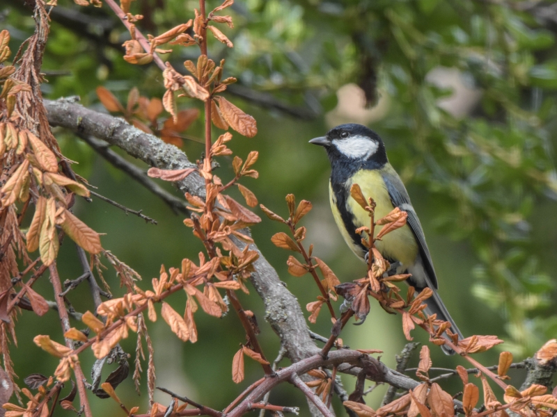 Photo Oiseaux Mésange charbonnière