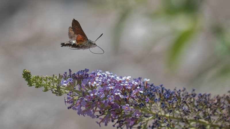 Photo Insectes Moro-sphinx (Macroglossum stellatarum)