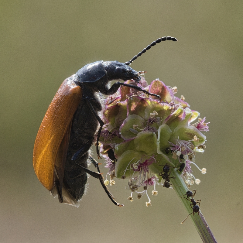 Photo Insectes Omophlus orangé