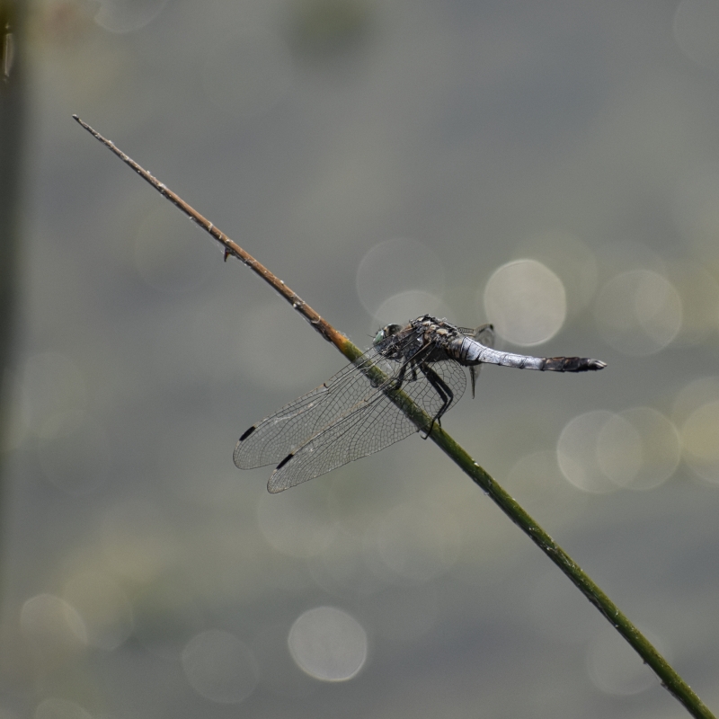 Photo Insectes Orthétrum à stylets blancs (Orthetrum albistylum)  