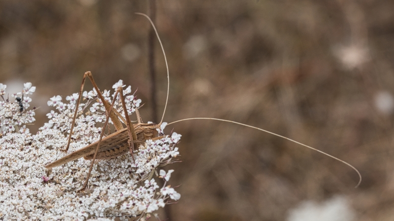 Photo Insectes Phanéroptère liliacé