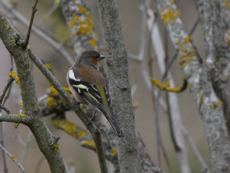 Photo Oiseaux Pinson des arbres mâle
