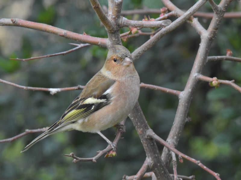 Photo Oiseaux Pinson des arbres mâle