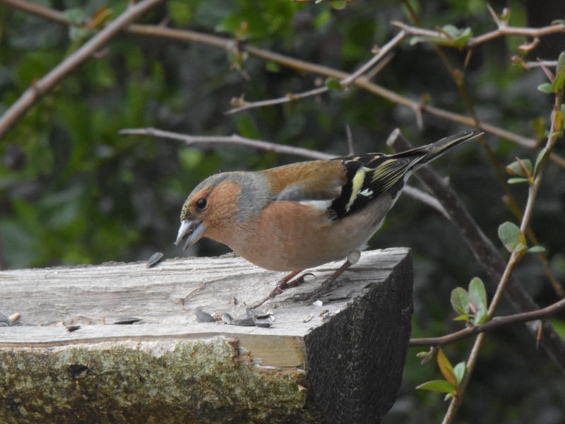Photo Oiseaux Pinson des arbres mâle