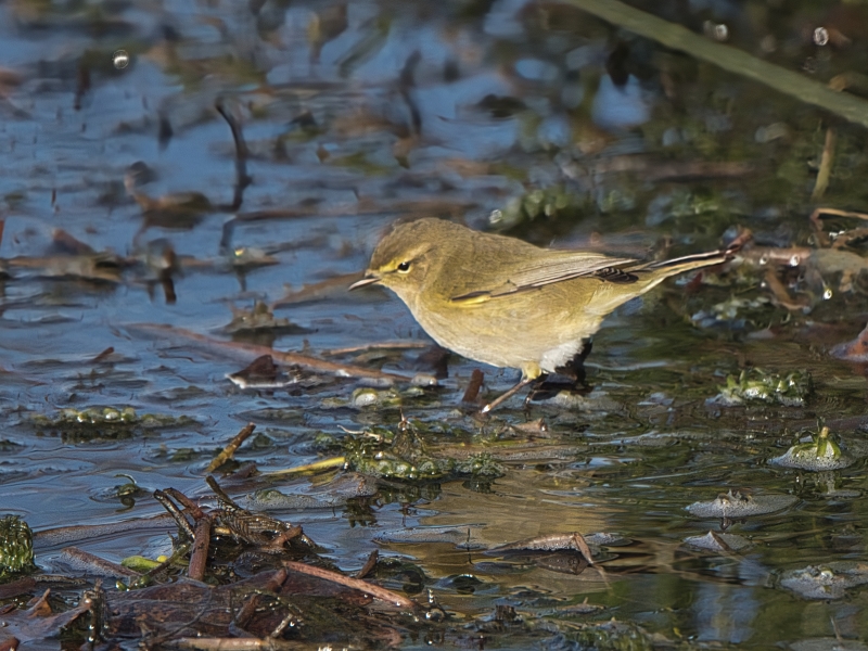 Photo Oiseaux Pouillot siffleur