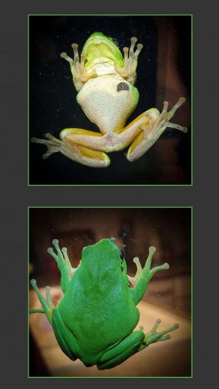 Photo Amphibiens Rainette (pile et face)