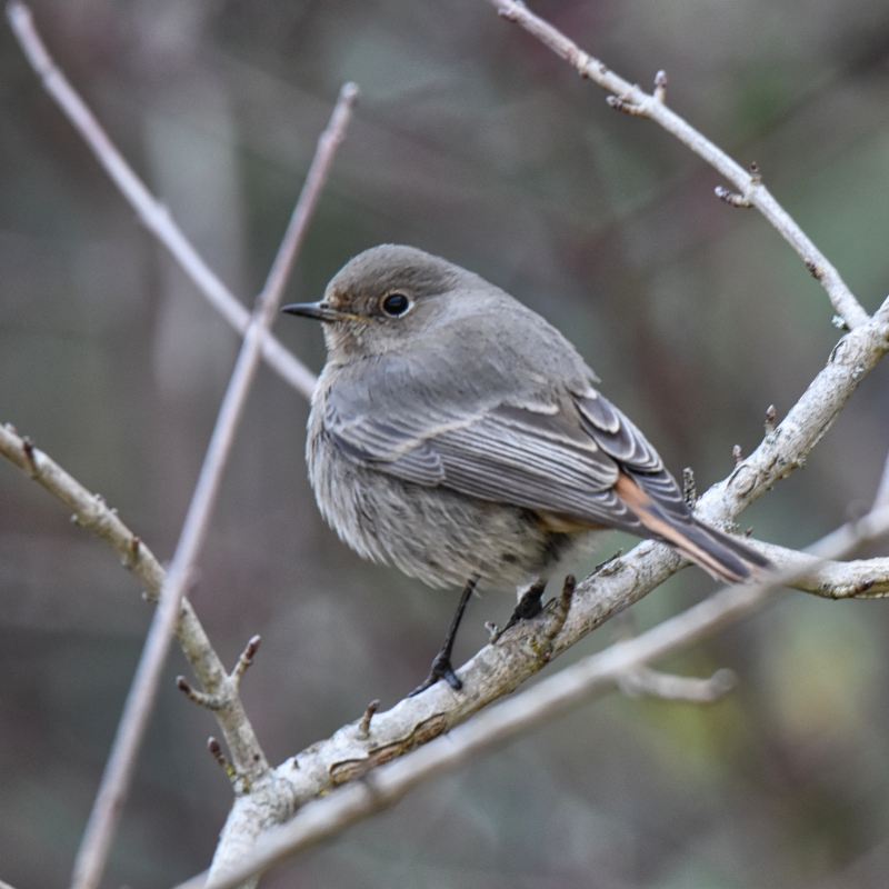 Photo Oiseaux Rouge queue noir juvénile