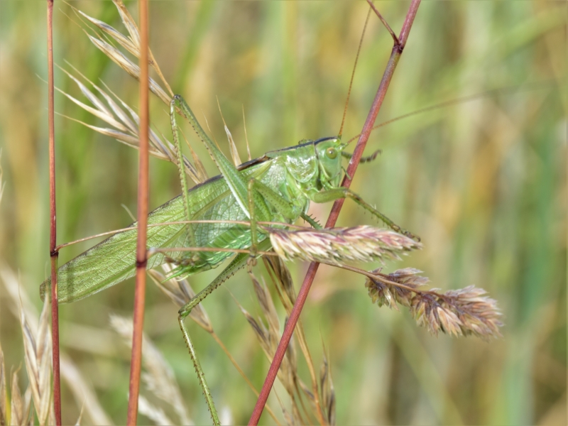 Sauterelle_verte_10.JPG Sauterelle verte