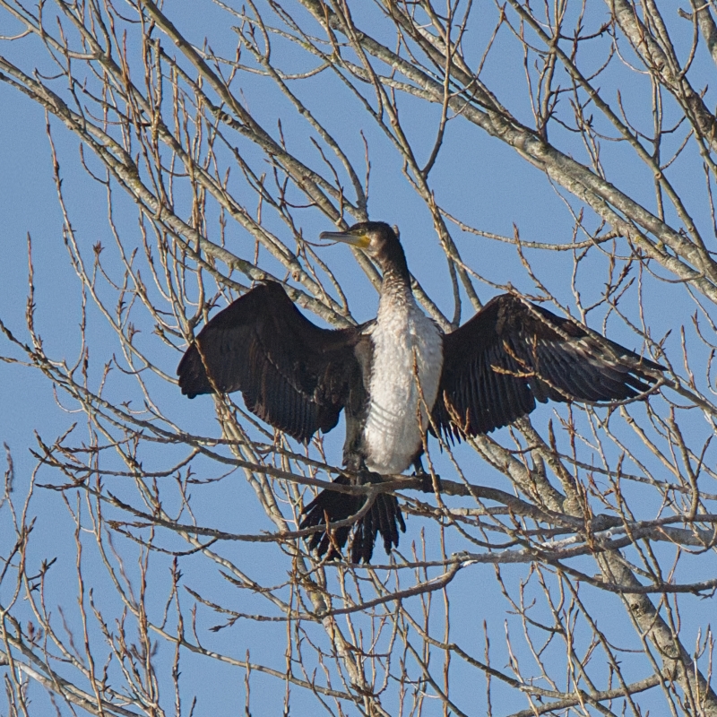 Photo Oiseaux Grand cormoran