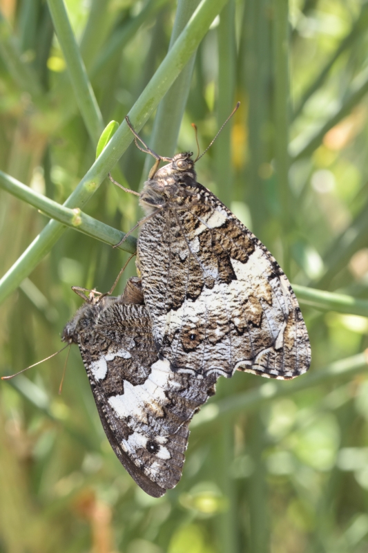 Photo Insectes Silène; accouplement