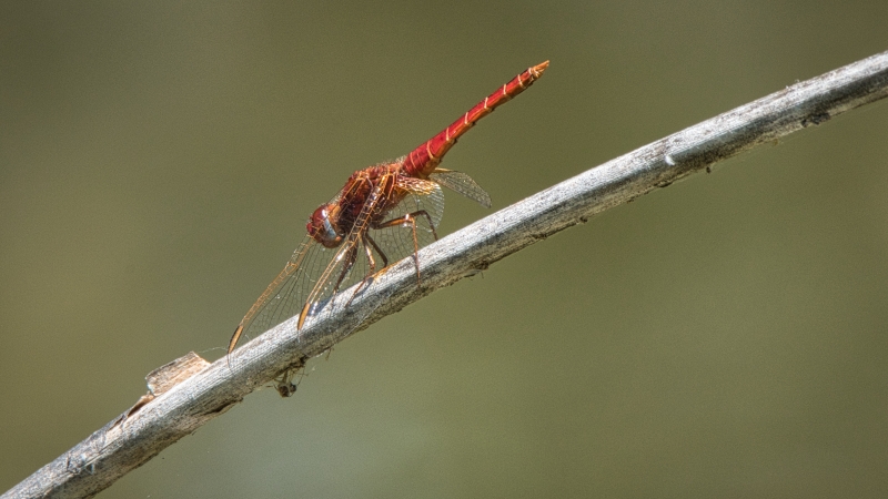 Photo Insectes Sympetrum de Fonscolombe