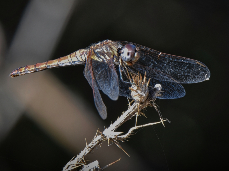 Photo Insectes Trithémis annelé femelle