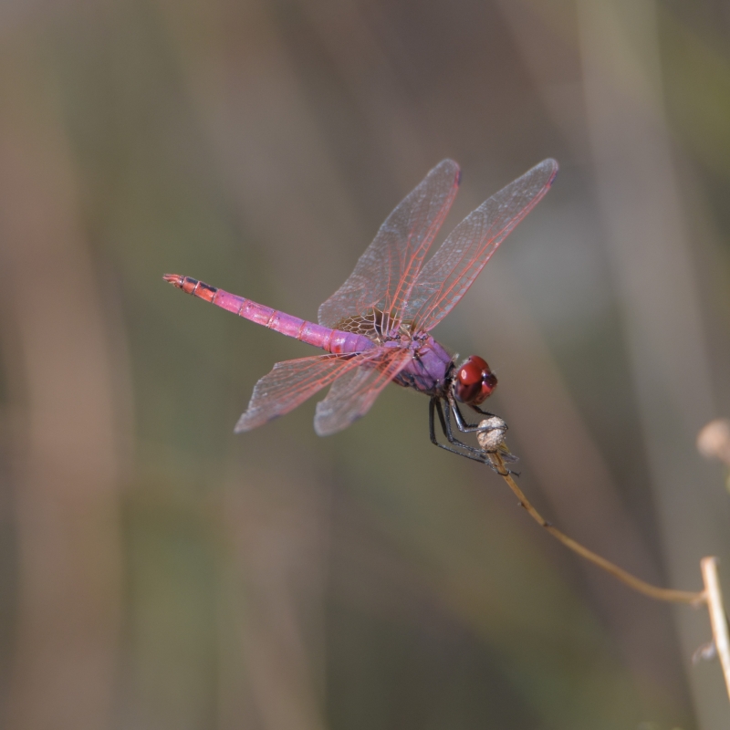Photo Insectes Trithémis annelé mâle