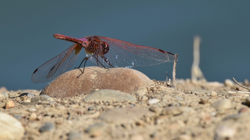 Photo Insectes Trithémis annelé mâle