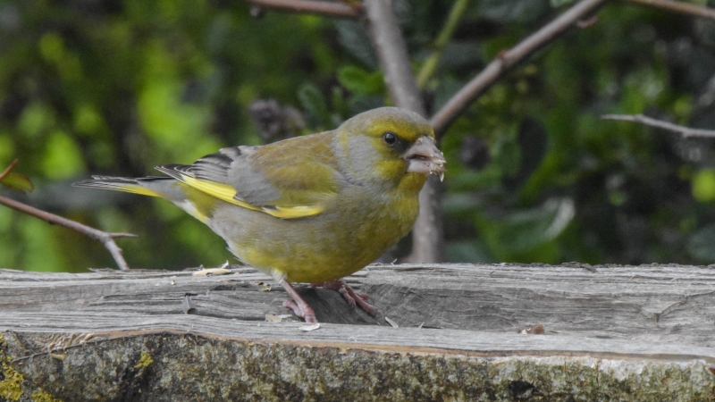 Photo Oiseaux Verdier d'europe