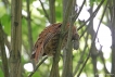  Chouette hulotte (Strix aluco)