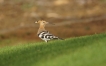 Oiseaux Huppe fasciée