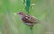 Oiseaux Moineau domestique (Passer domesticus)