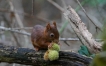 Mammifères L’écureuil roux, Sciurus vulgaris
