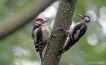 Oiseaux Pic épeiche (Dendrocopos major)