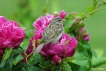 Oiseaux Moineau domestique (Passer domesticus)