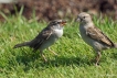 Oiseaux Moineau domestique (Passer domesticus)