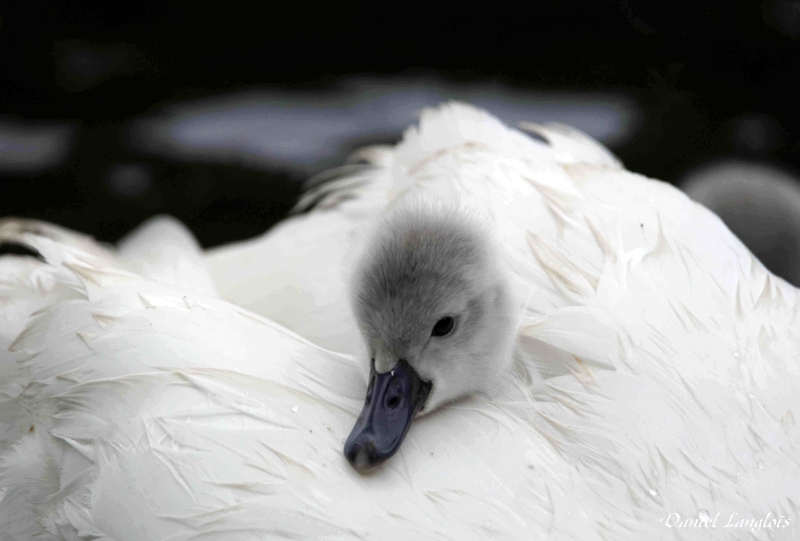Photo Oiseaux
