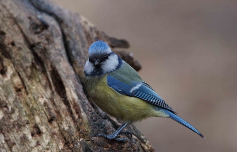 Photo Oiseaux Mésange bleue