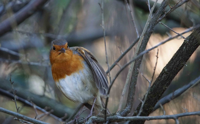 Photo Oiseaux Rouge gorge familier