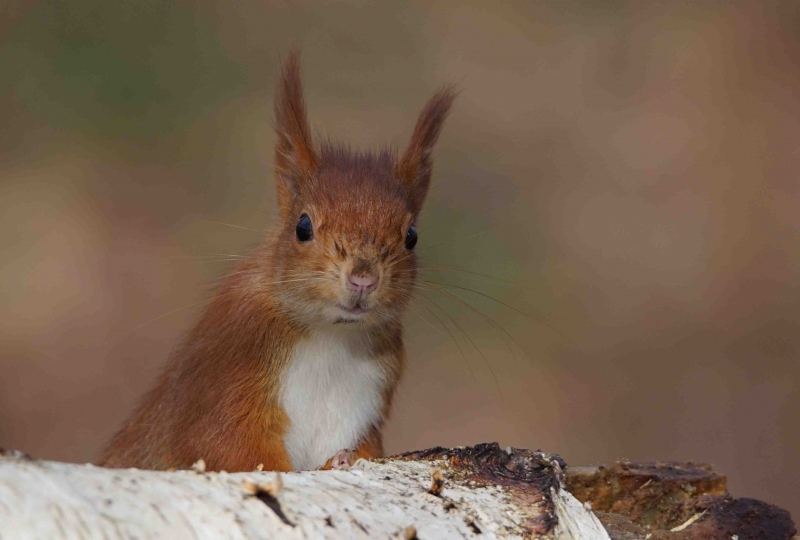 Photo Mammifères Ecureuil roux (Sciurus vulgaris)