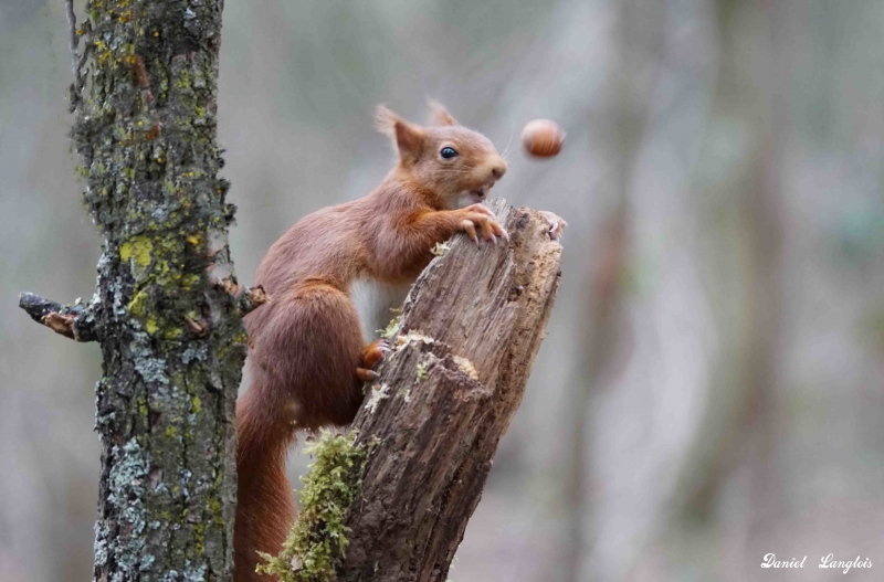DSC02475.JPG L’écureuil roux, Sciurus vulgaris
