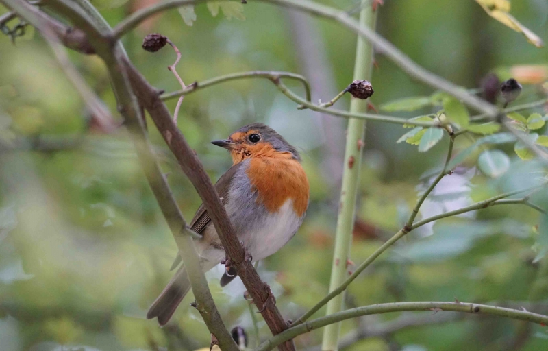 Photo Oiseaux