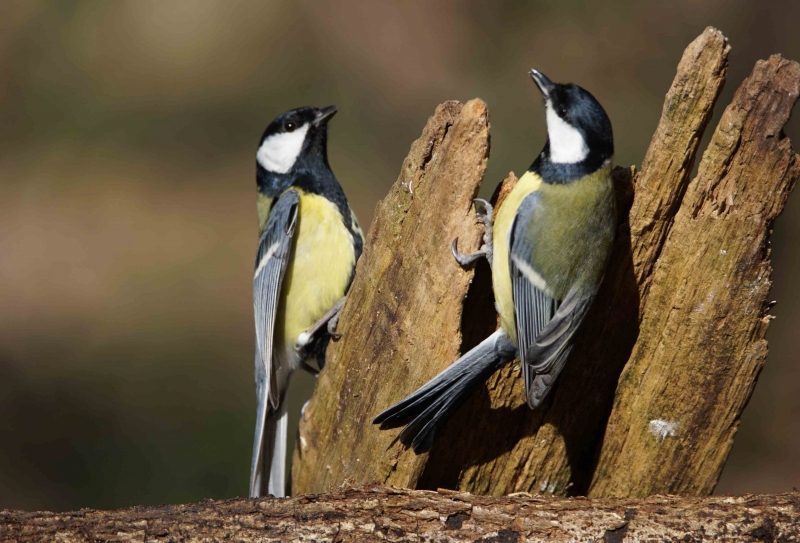 Photo Oiseaux Mésanges charbonnière