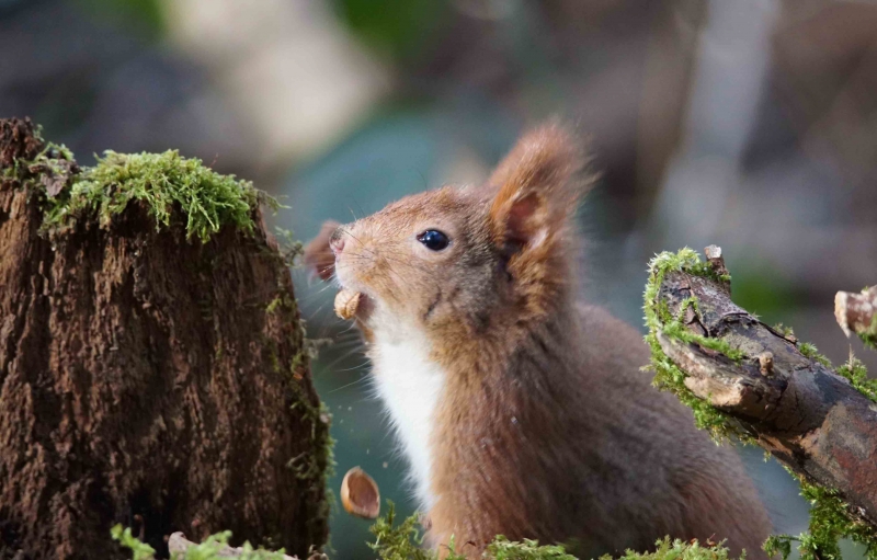 Photo Mammifères Ecureuil roux (Sciurus vulgaris)