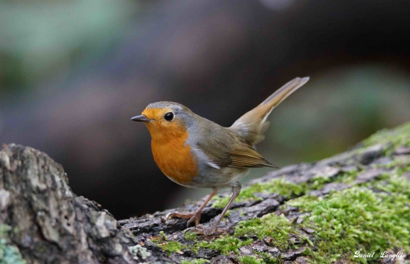 Photo Oiseaux Rouge gorge familier
