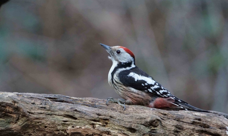 Photo Oiseaux