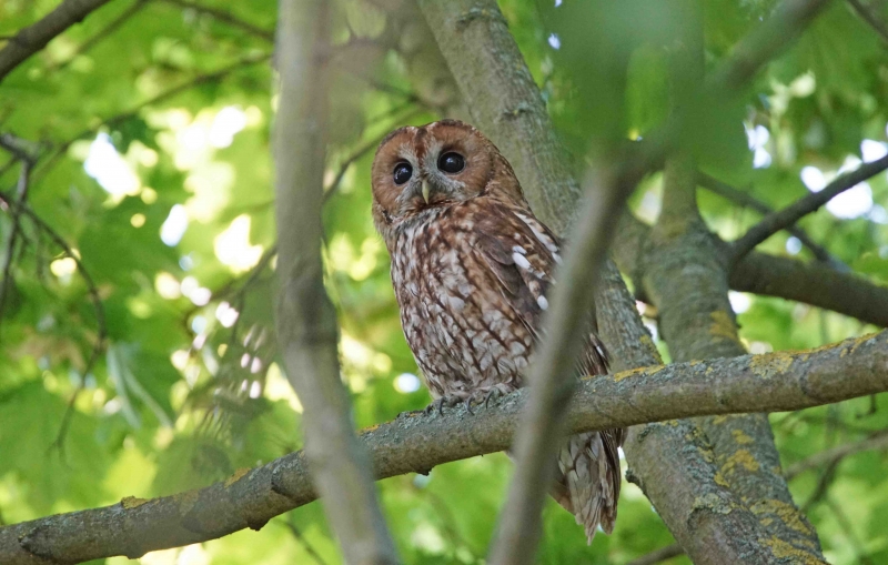 Photo Oiseaux Chouette hulotte (Strix aluco)