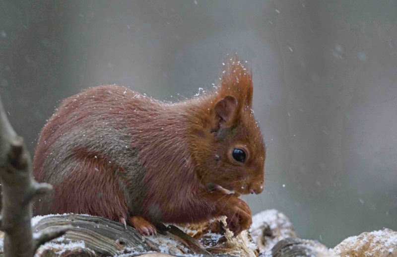 Photo Mammifères Ecureuil roux (Sciurus vulgaris)