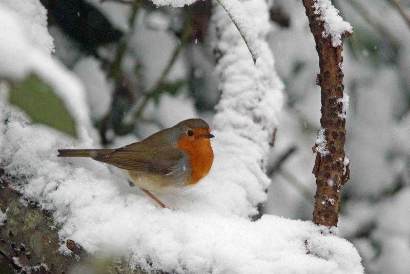 Photo Oiseaux Rouge gorge familier