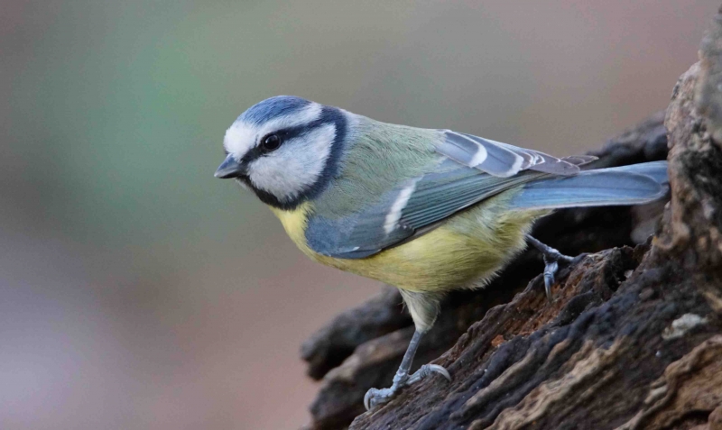 Photo Oiseaux Mésange bleue (Cyanistes caeruleus)