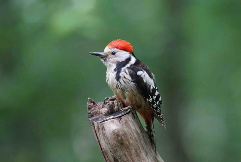 Photo Oiseaux Pic mar