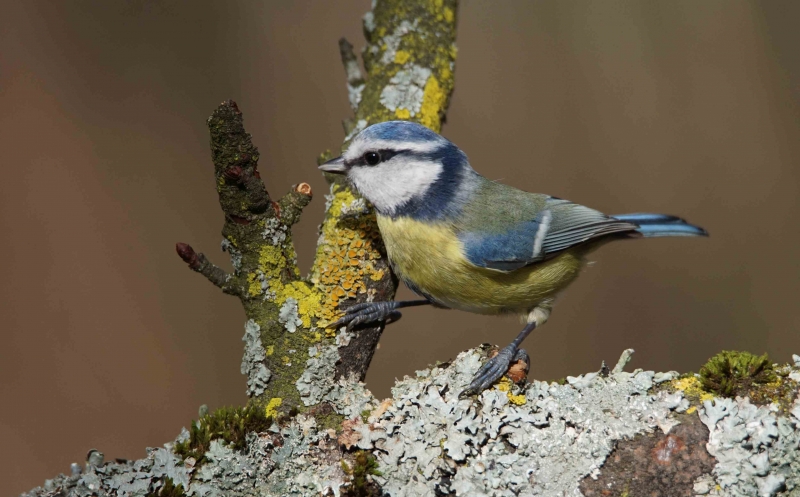 Photo Oiseaux Mésange bleue (Cyanistes caeruleus)