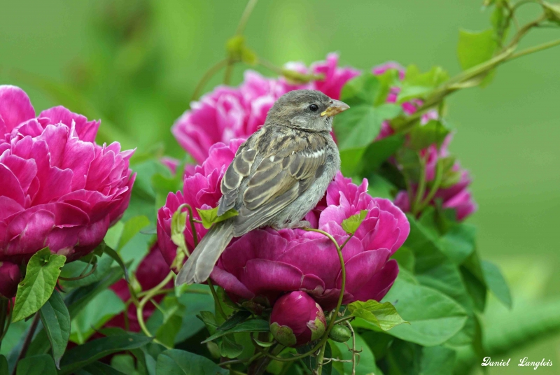 Photo Oiseaux Moineau domestique (Passer domesticus)