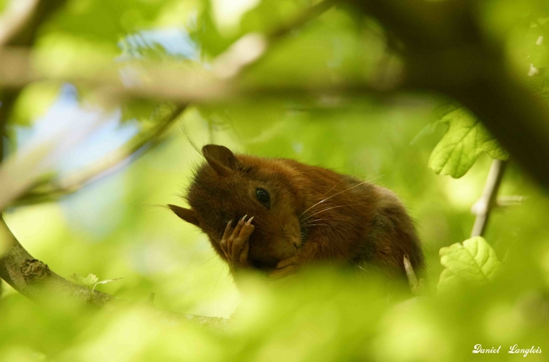 Photo Mammifères Ecureuil roux (Sciurus vulgaris)