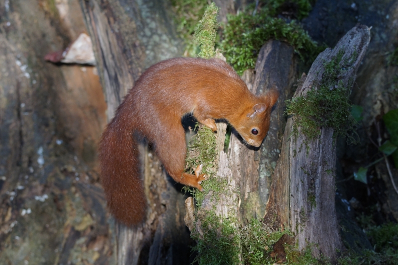 Photo Mammifères écureuil roux