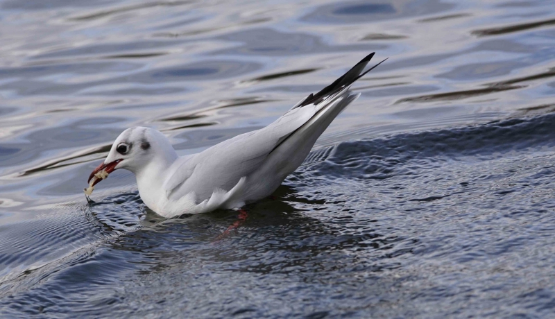 Photo Oiseaux Mouette rieuse