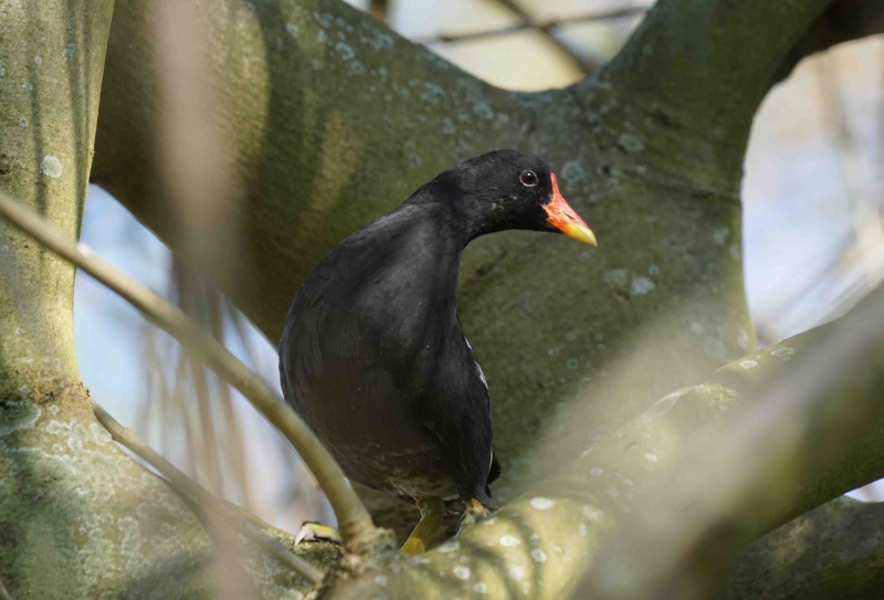 Photo Oiseaux Gallinule poule d' eau